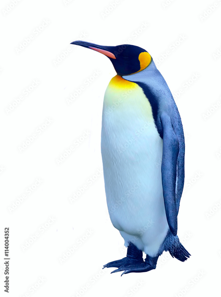 Fototapeta premium Isolated emperor penguin