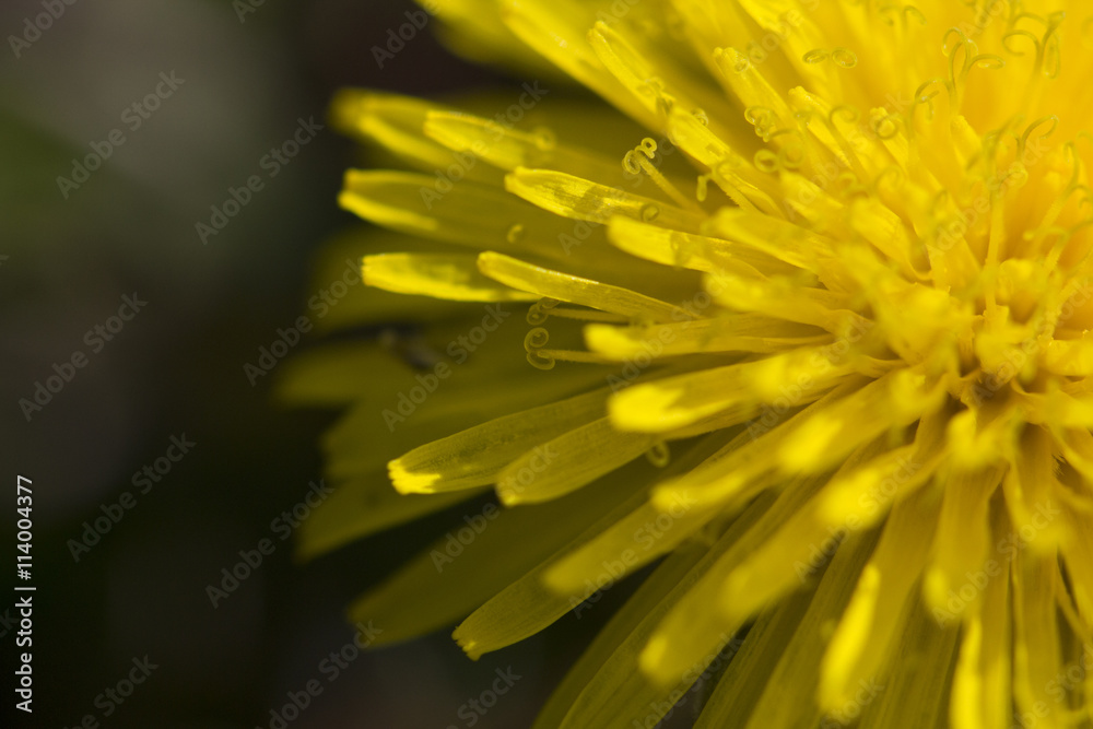 Dandelion Macro Dandelion Macro