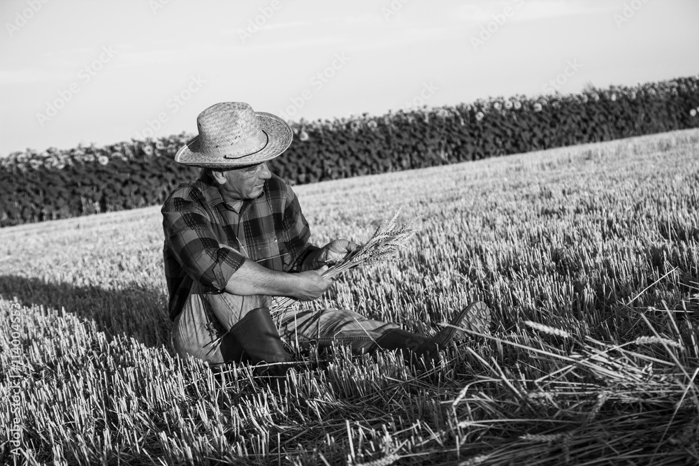 senior-farmer-sitting-in-a-wheat-field-after-harvest-and-examining-crop