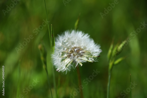 Aged dandelion in green grass