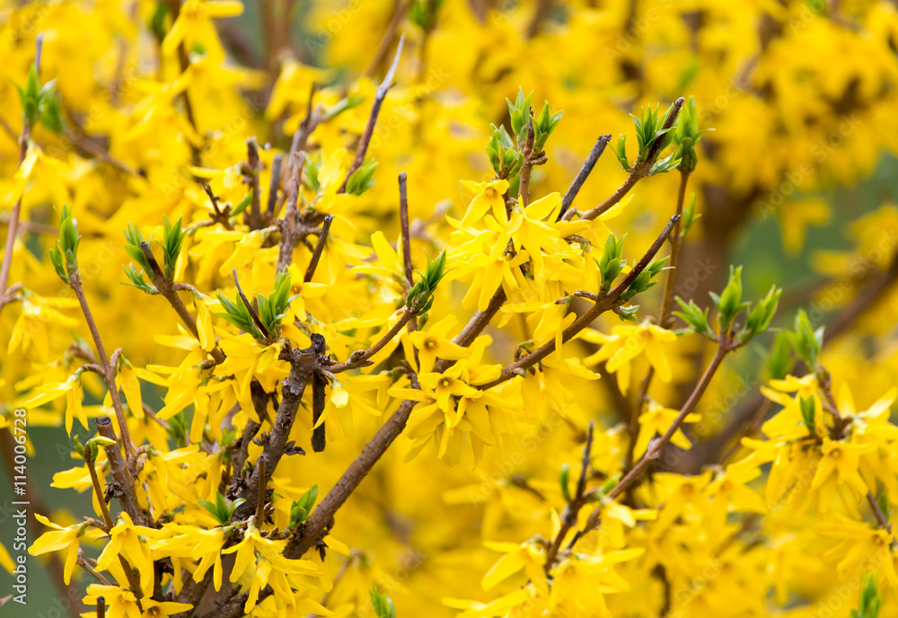 yellow flowers on the tree in nature yellow flowers on the tree in nature