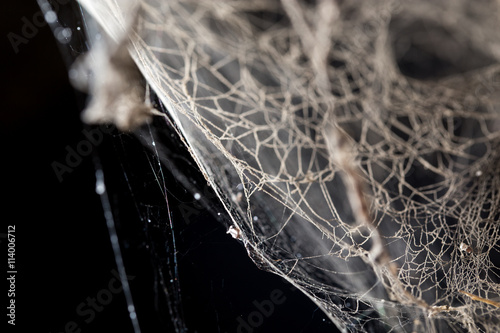 abstract background . web in nature