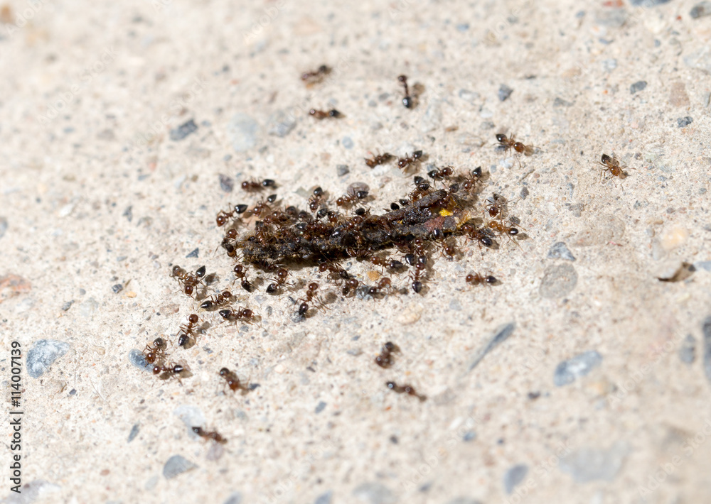 small ants eat the worm. macro