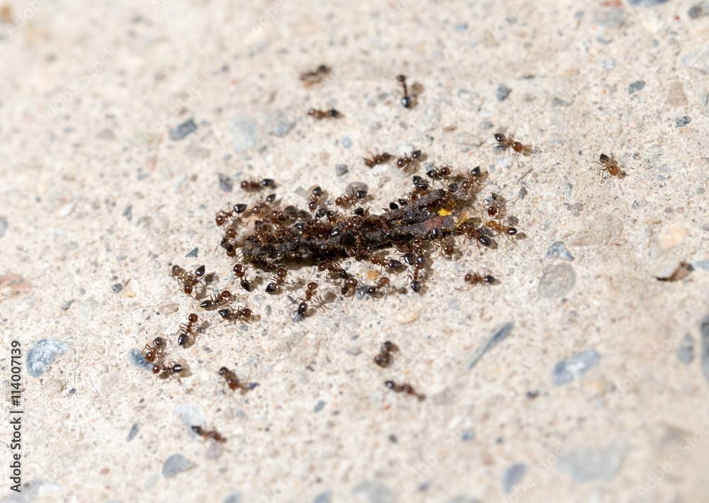 small ants eat the worm. macro small ants eat the worm. macro