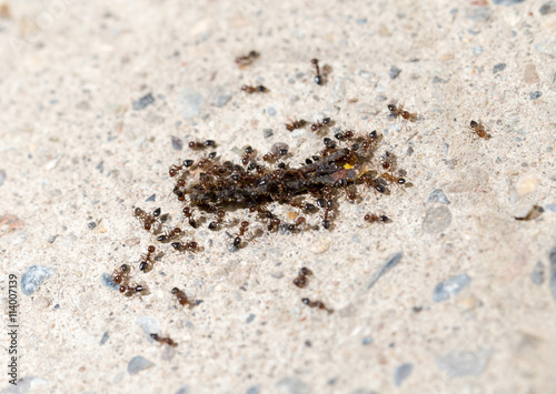 small ants eat the worm. macro © schankz