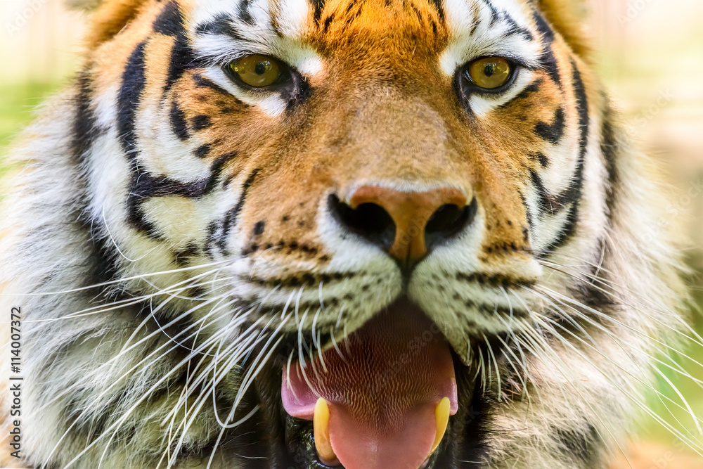 Fototapeta premium Portret dzikiego młodego tygrysa (Panthera Tigris)