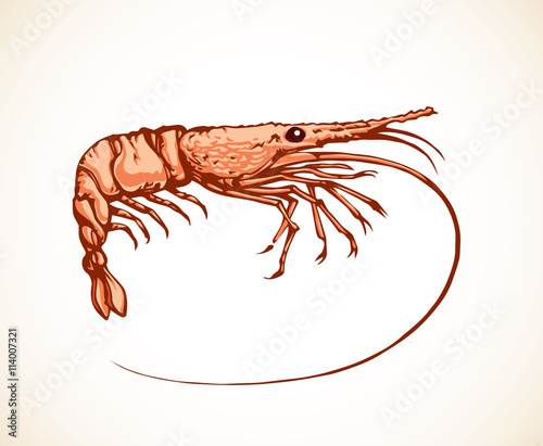Shrimp. Vector drawing