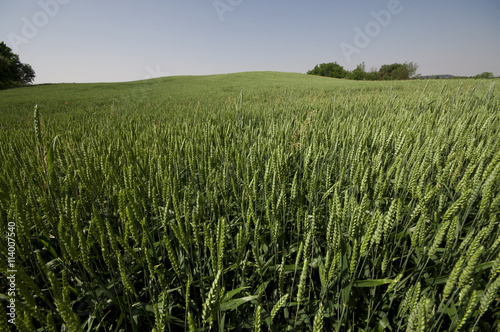 campo coltivato di frumento