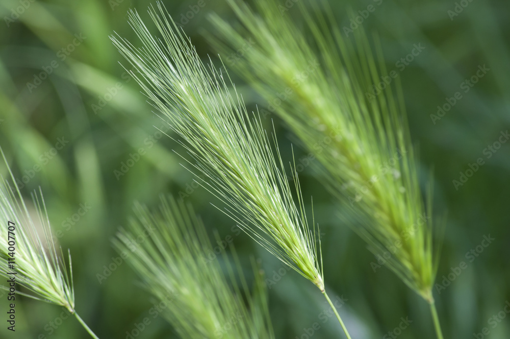 spiga di grano verde spiga di grano verde