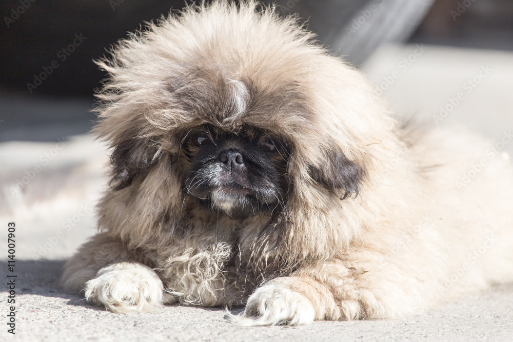 portrait of a fluffy dog