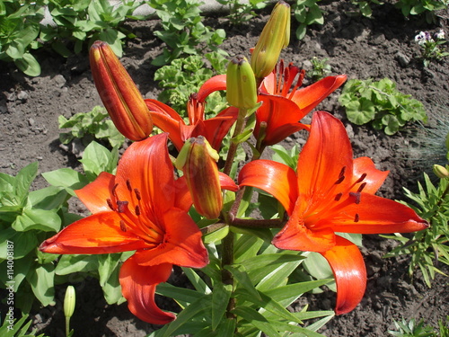 Hybrid lily 'Twinkle Red' red flowers and buds