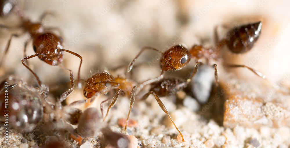 little ant in nature. super macro little ant in nature. super macro