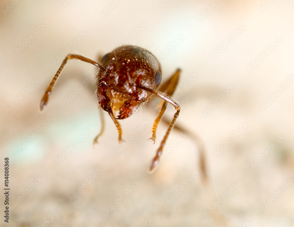 little ant in nature. super macro