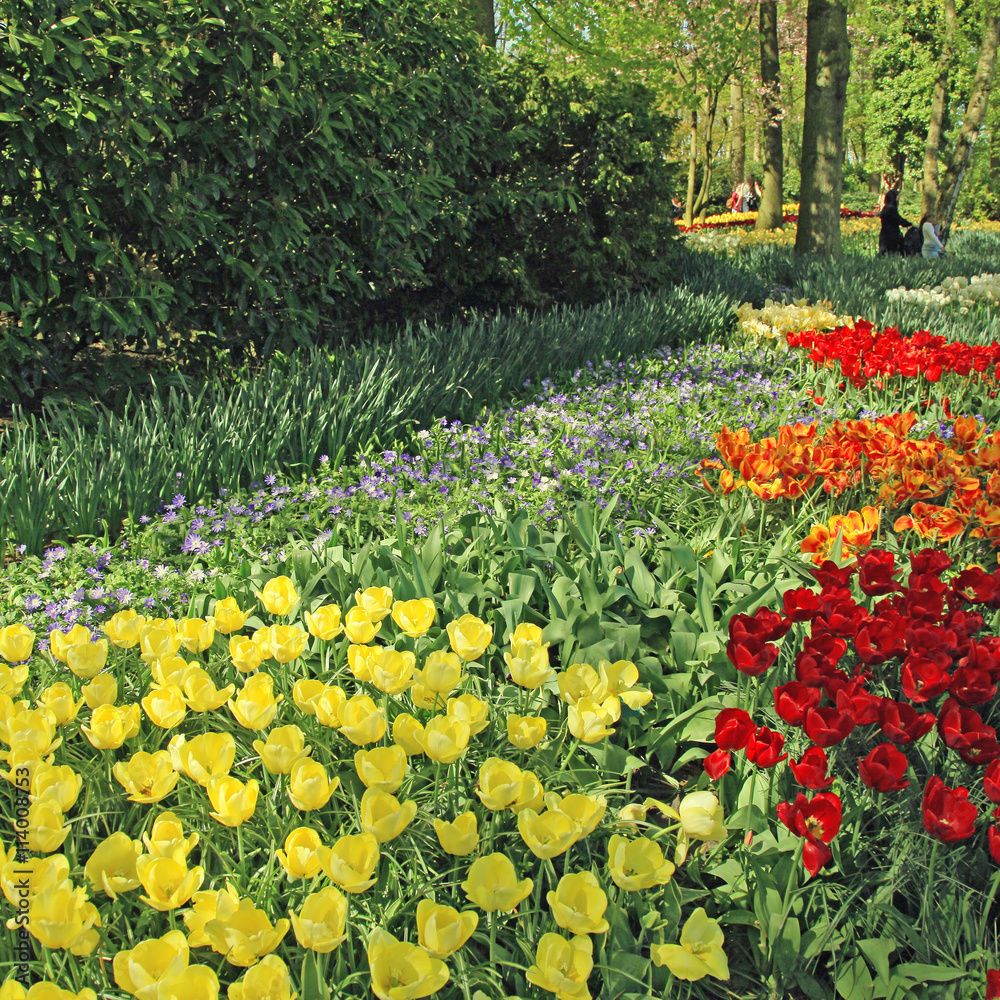 Multicolored tulips in the Keukenhof Park, Netherlands Multicolored tulips in the Keukenhof Park, Netherlands