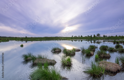 Moorgras ragt aus einem See im Hohen Venn (Hautes fagnes) in der Eifel Belgien