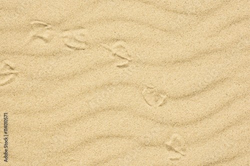 sand texture with footprint of bird