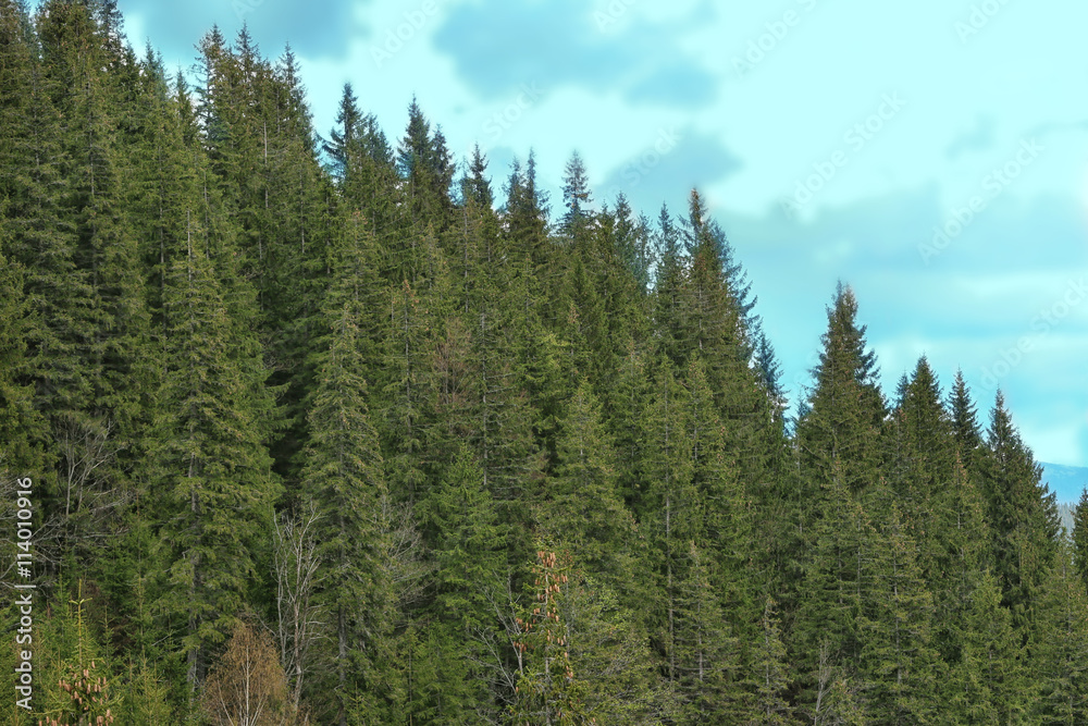 Spring forest on mountain slopes