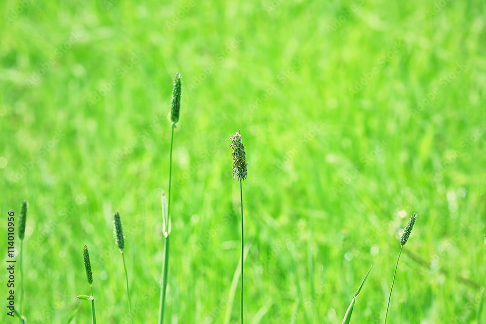 Green grass, closeup