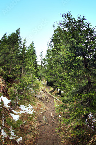 Narrow pathway in mountain forest
