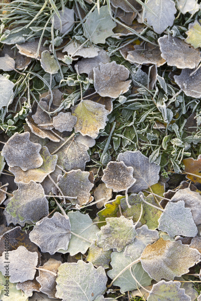 Φωτογραφία Cold leaves - Bunch of frozen leaves - Leaves and hoarfrost.