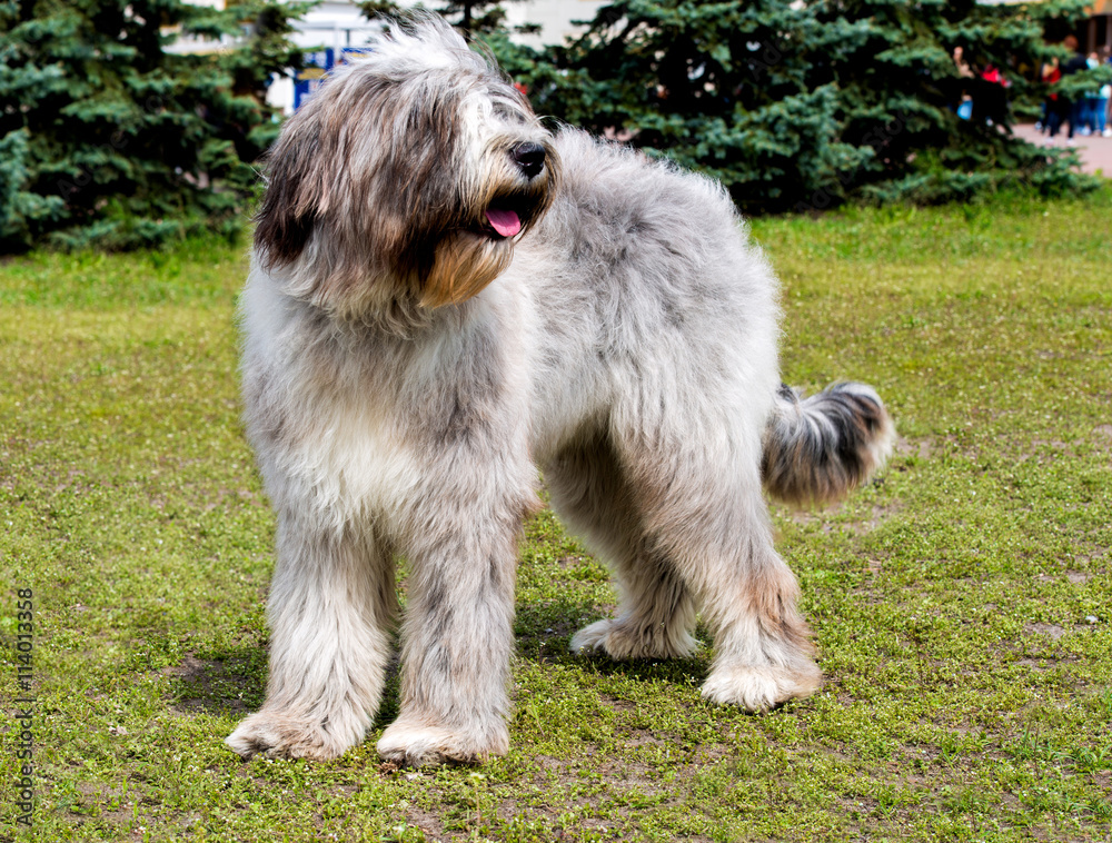 Briard left side. The Briard of the gray color is in the park. 