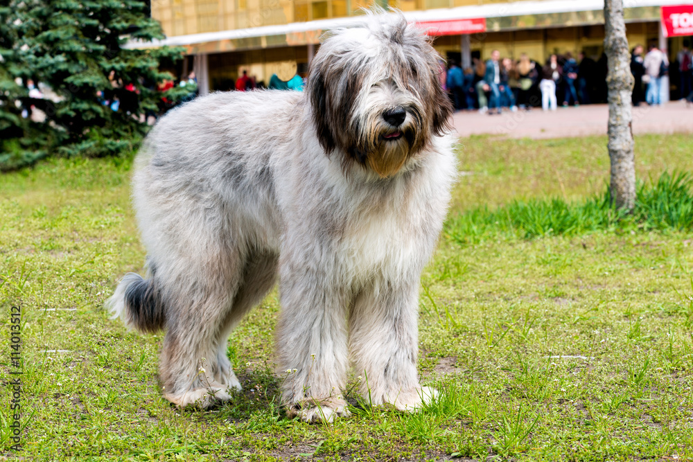 Briard waits.      The Briard of the gray color is in the park.