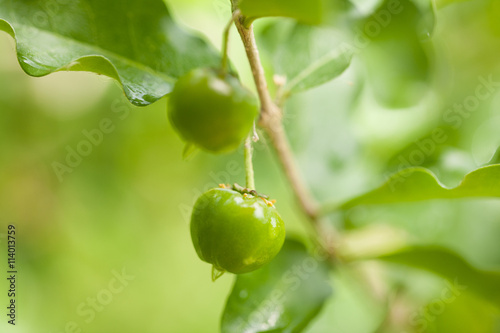 Thailand green Acerola cherry.
