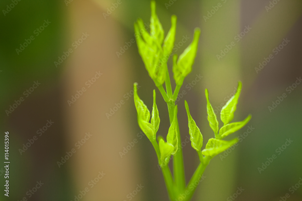 The young shoots of trees with green blur background The young shoots of trees with green blur background