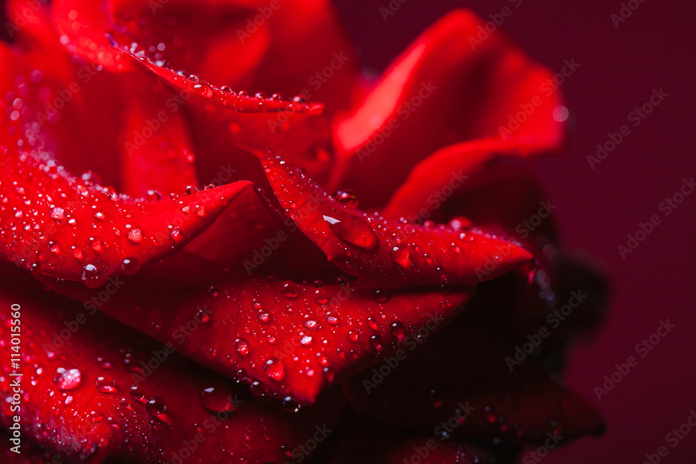 Red rose with water drops - obrazy, fototapety, plakaty 