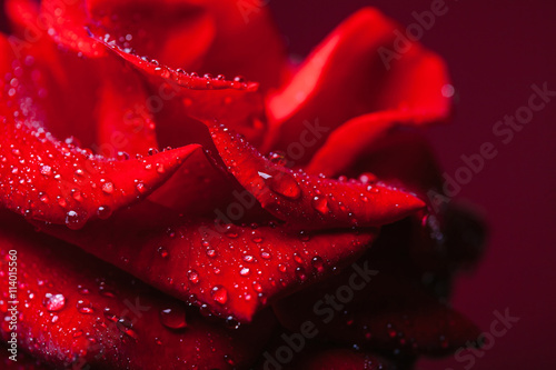 Red rose with water drops