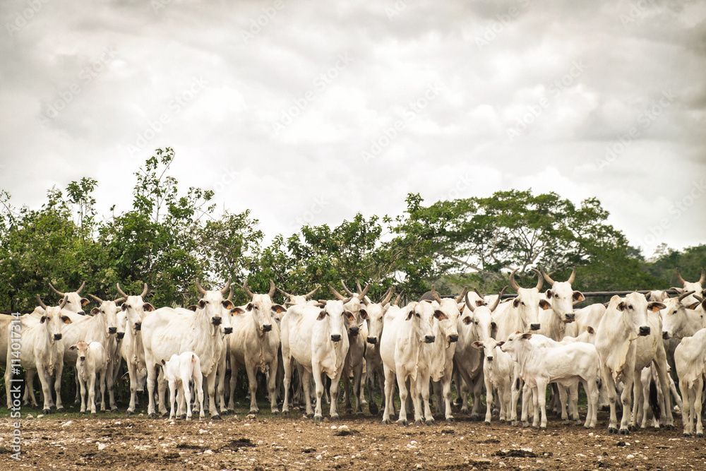 Obraz premium A herd of Brahma cattle in Blue Creek, Belize