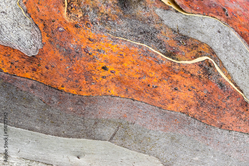 Close up of Australian Snow Gum trunk