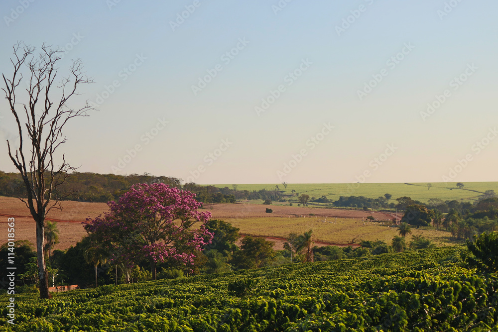 Coffee - Field of coffee plantation landscape