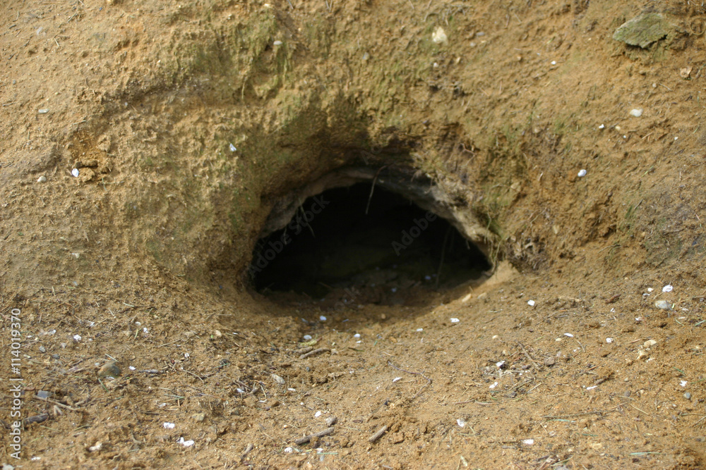 Fotografia Badger sett entrance