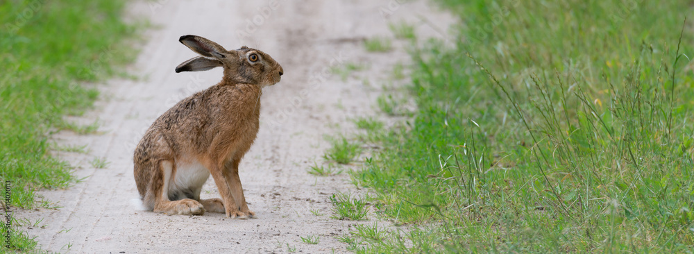 Feldhase (Lepus europaeus) auf einem Weg am Feldrand Feldhase (Lepus europaeus) auf einem Weg am Feldrand