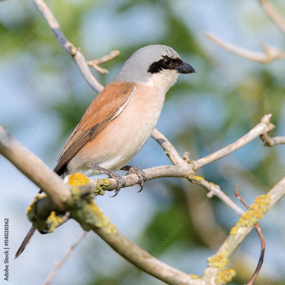 Neuntöter (Lanius collurio) Männchen sitzt auf einem Ast des Baumes Neuntöter (Lanius collurio) Männchen sitzt auf einem Ast des Baumes