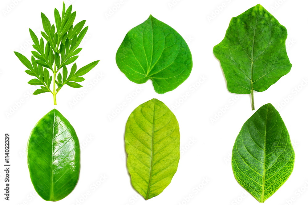 collection of green leaf isolated on a white background collection of green leaf isolated on a white background