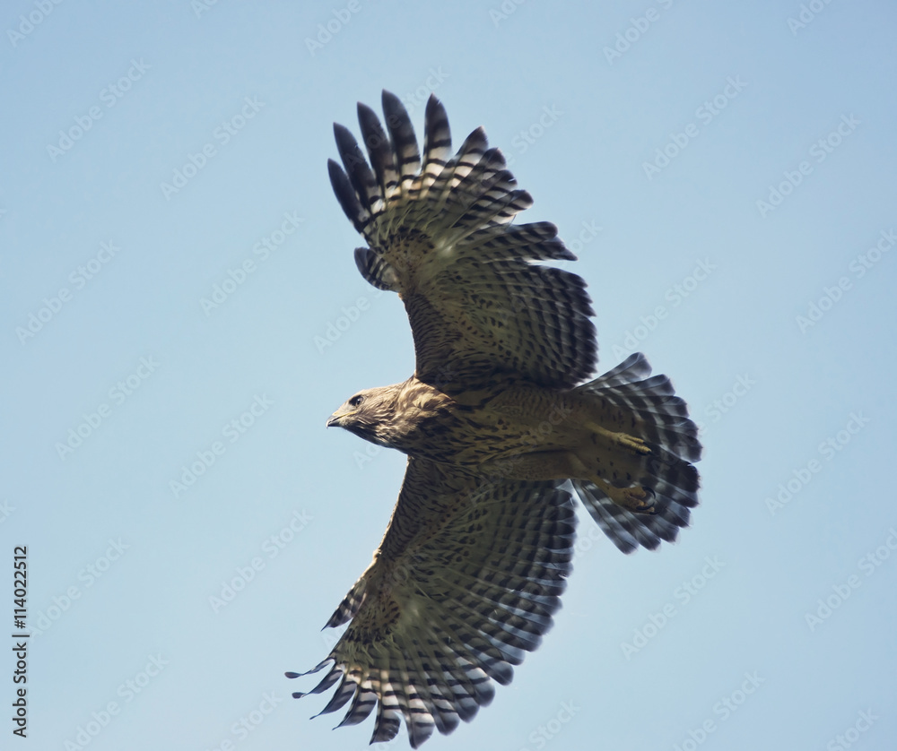 Fototapeta premium Young Red Shouldered Hawk