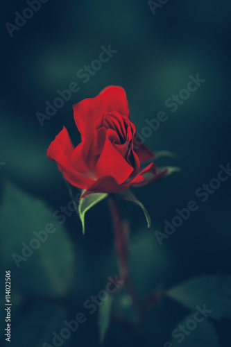 Vászonkép Beautiful fairy dreamy magic red crimson rose flowers on faded blurry green back