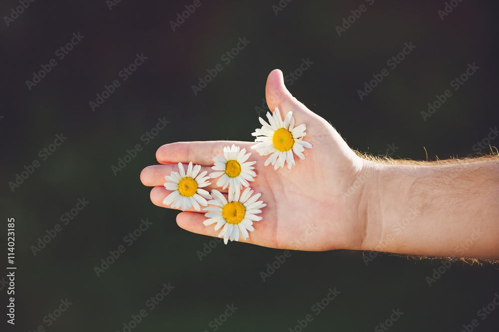 hand hold daisy flower with thumb up. Hand show Ok sign. hand hold daisy flower with thumb up. Hand show Ok sign.