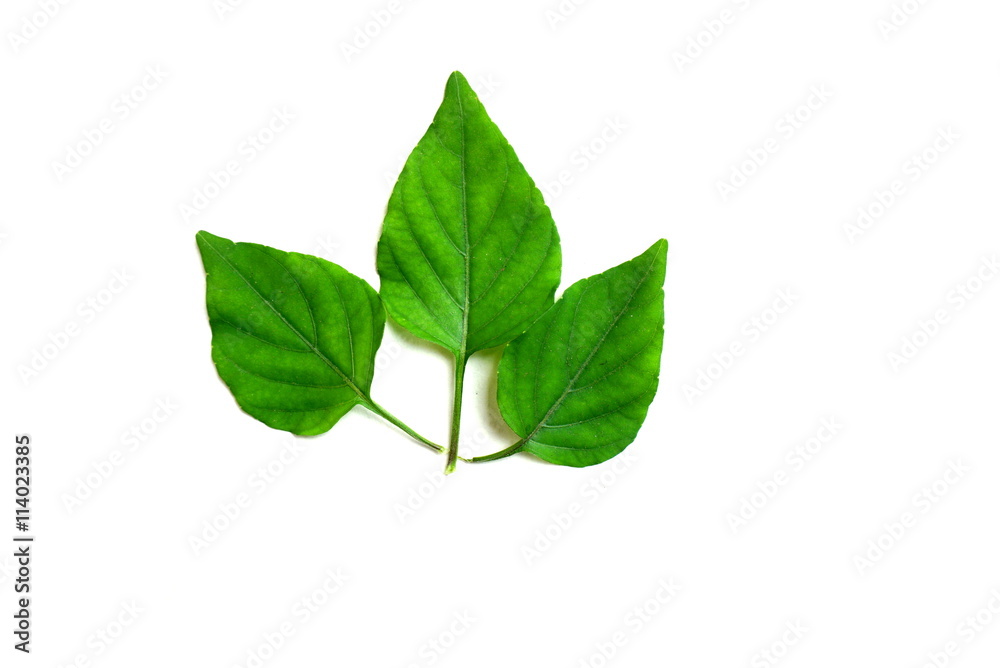 green leaf isolated on a white background 