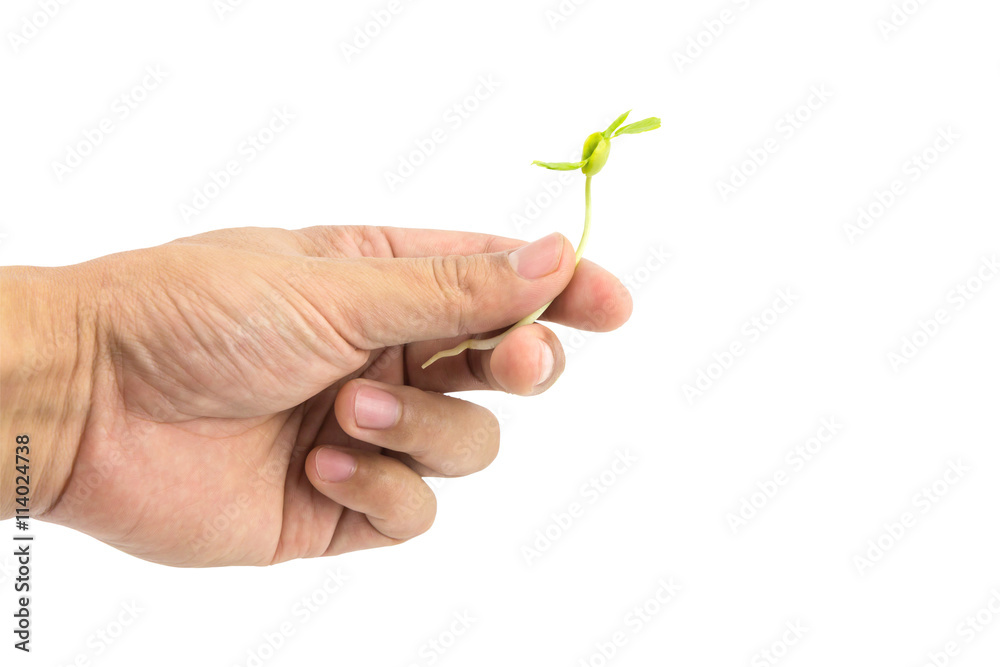 Hand holding seeding isolated on white background with clipping path Hand holding seeding isolated on white background with clipping path