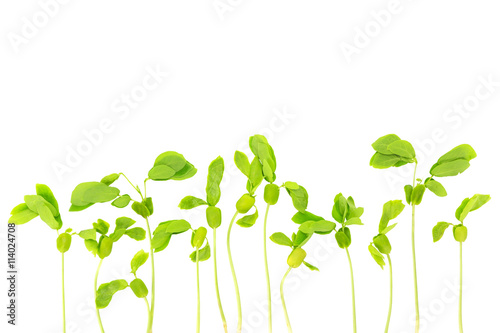 Close up young seedlings isolated on white background