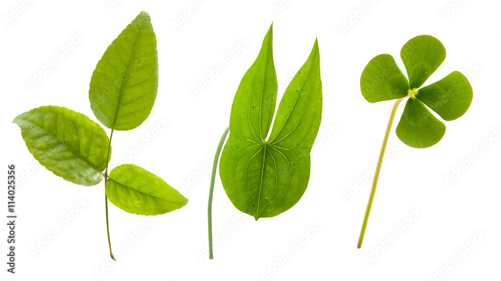 green leaf isolated on white background. green leaf isolated on white background.