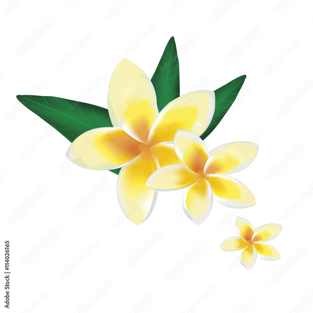 Frangipani on white background with leaves