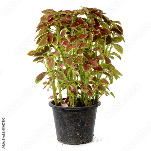 Painted nettle Flower, Coleus plants on White Background photo