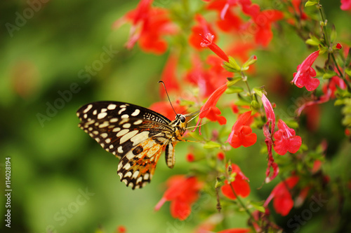 Butterfly in the nature tropical garden © kuarmungadd