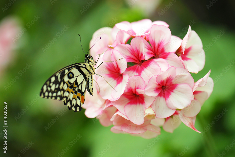 Naklejka premium Closeup butterfly on geranium flower