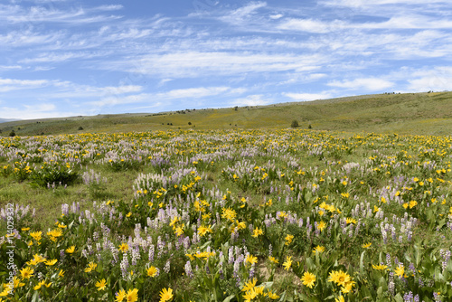 Mule's Ears and Silver Lupine Coloring the Spring Landscape of t
