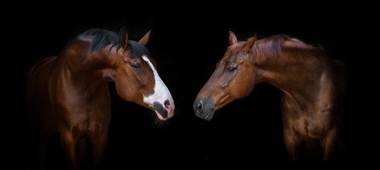 Two beautiful horses portrait on black background